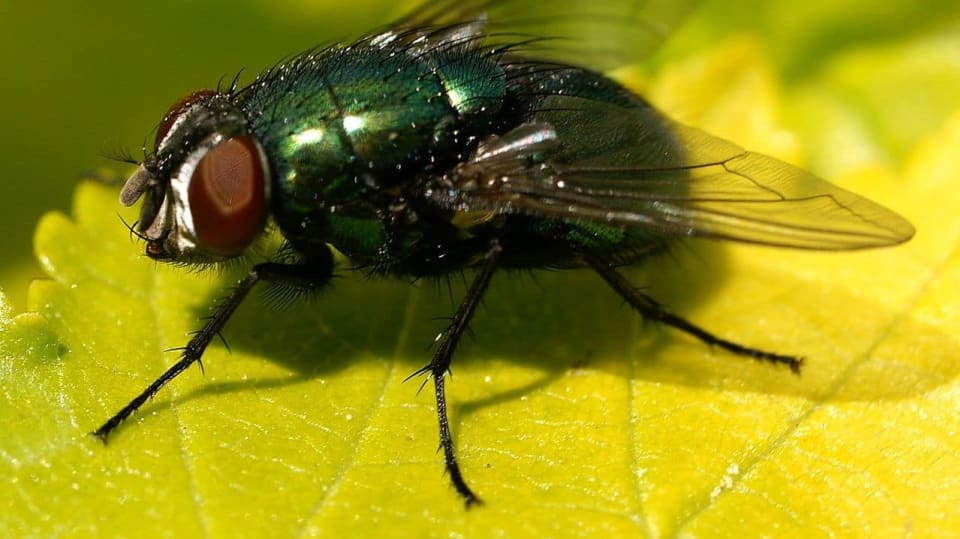 dospělec bzučivky zelené (Lucilia sericata)